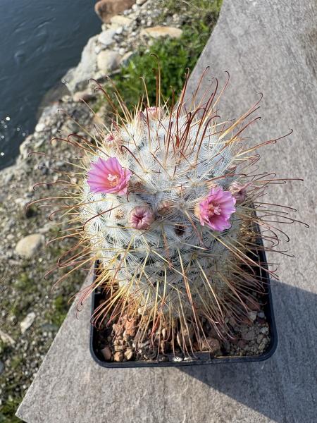 Mammillaria bombycina